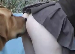 Pet