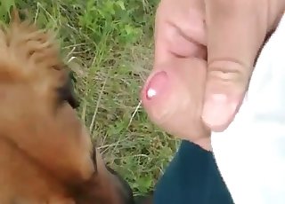 Paja